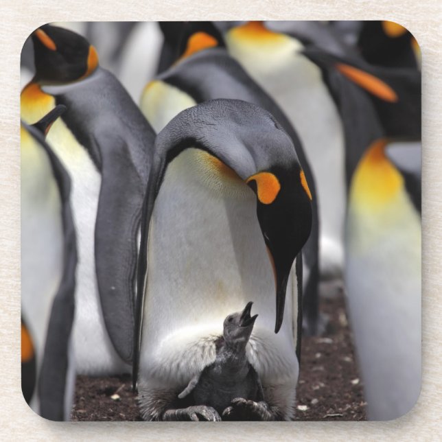 King Penguin with Chick Coaster (Front)