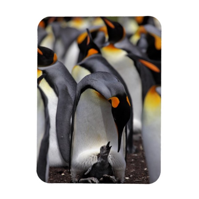 King Penguin with Chick Magnet (Vertical)