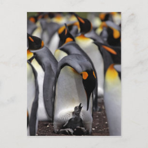 King Penguin with Chick Postcard