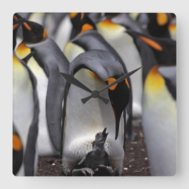 King Penguin with Chick Square Wall Clock (Front)