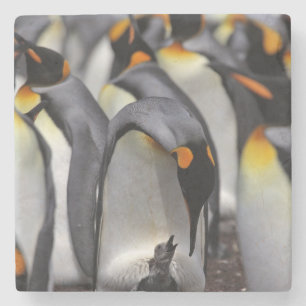 King Penguin with Chick Stone Coaster