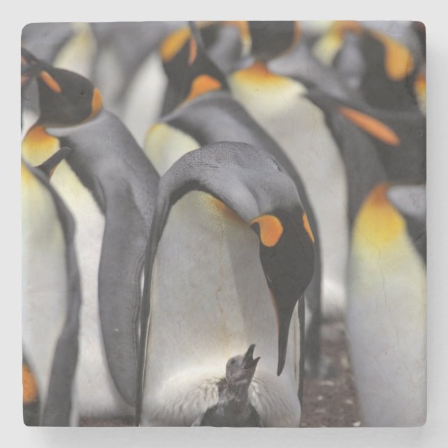 King Penguin with Chick Stone Coaster (Front)