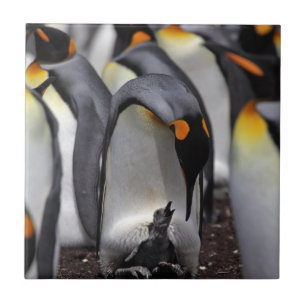 King Penguin with Chick Tile