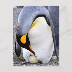 King Penguin with Egg Postcard