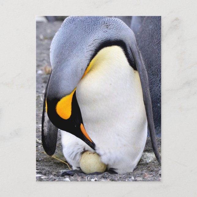 King Penguin with Egg Postcard (Front)
