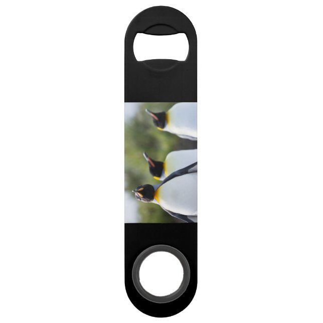 King penguins (Back)