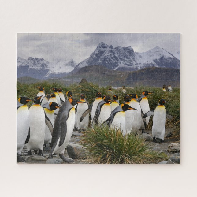King Penguins and Mountains on South Georgia Jigsaw Puzzle (Horizontal)