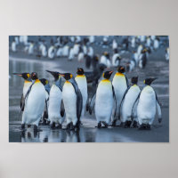 King Penguins- Antarctica