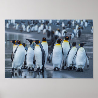 King Penguins- Antarctica Poster