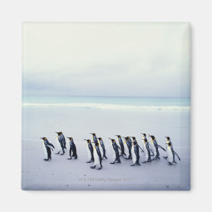 King penguins (Aptenodytes patagonicus) Magnet