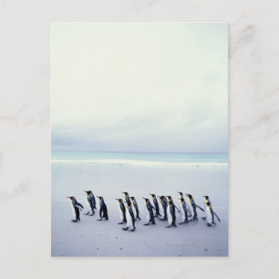 King penguins (Aptenodytes patagonicus) Postcard