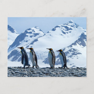 King Penguins at South Georgia Postcard