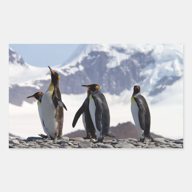 King Penguins at South Georgia Rectangular Sticker (Front)