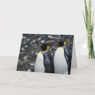 King Penguins Card