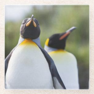 King penguins glass coaster