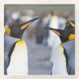 King Penguins Glass Coaster
