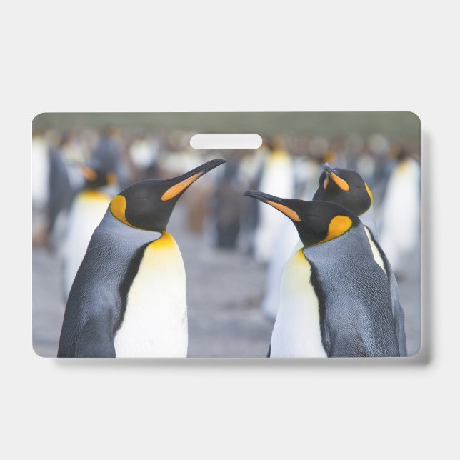 King Penguins ID Badge (Front)