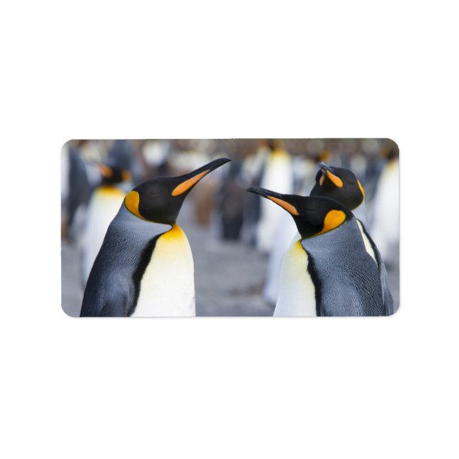 King Penguins Label (Front)