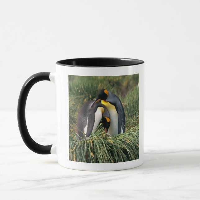 King penguins nuzzling mug (Left)