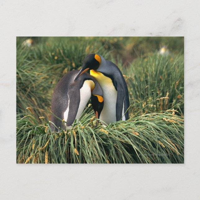 King penguins nuzzling postcard (Front)