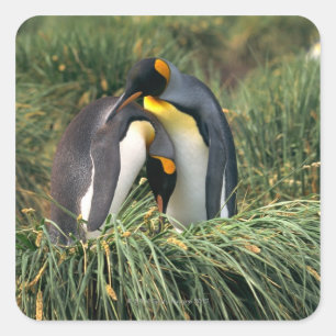 King penguins nuzzling square sticker