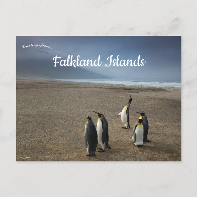 King Penguins on Falkland Islands Postcard (Front)