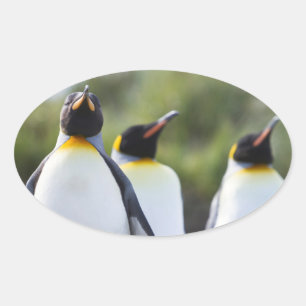King penguins oval sticker