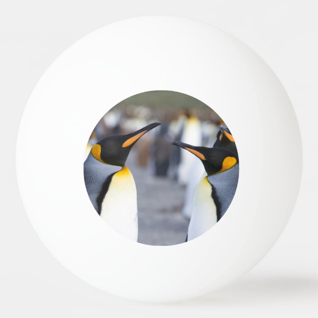 King Penguins Ping Pong Ball (Back)