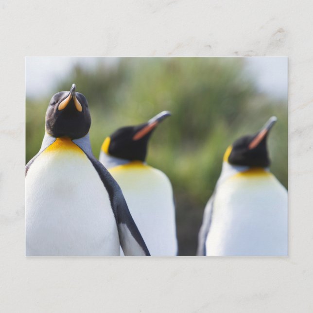 King penguins postcard (Front)
