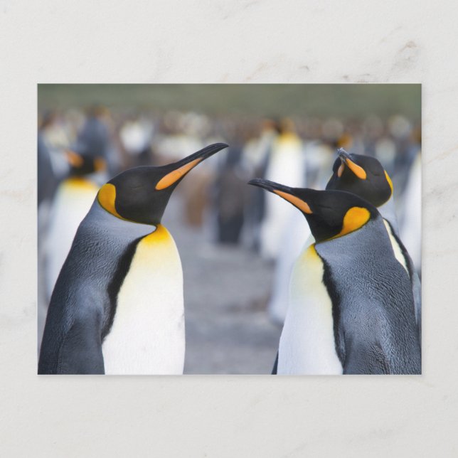 King Penguins Postcard (Front)