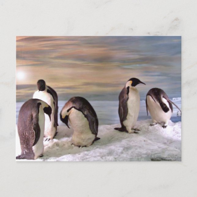 King penguins postcard (Front)