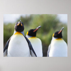 King penguins poster