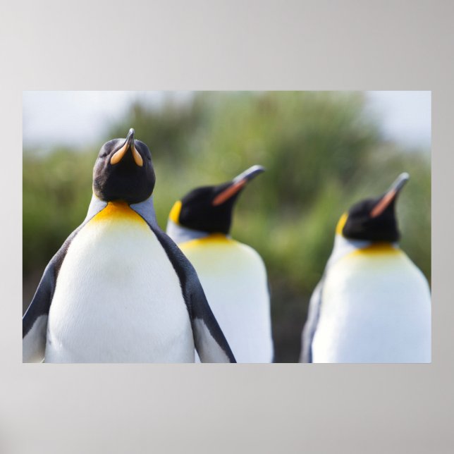 King penguins poster (Front)