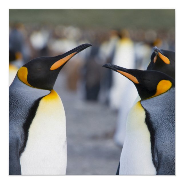 King Penguins Poster (Front)