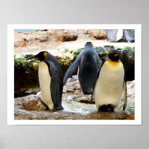 King Penguins Poster