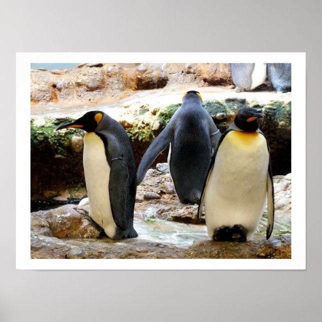 King Penguins Poster (Front)