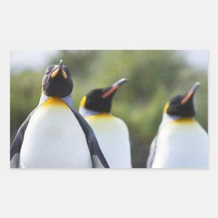 King penguins rectangular sticker