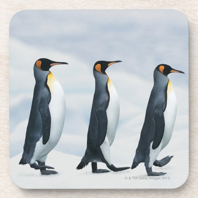 King Penguins walking in single file Coaster (Front)