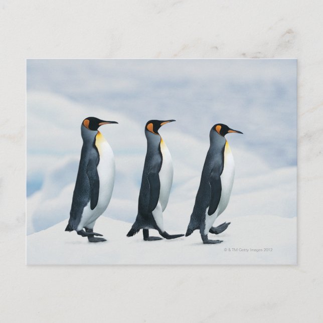 King Penguins walking in single file Postcard (Front)