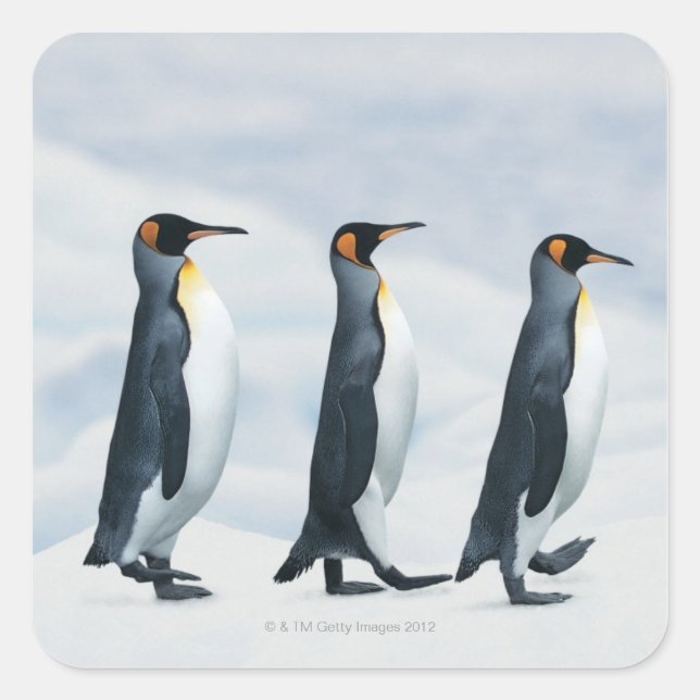 King Penguins walking in single file Square Sticker (Front)