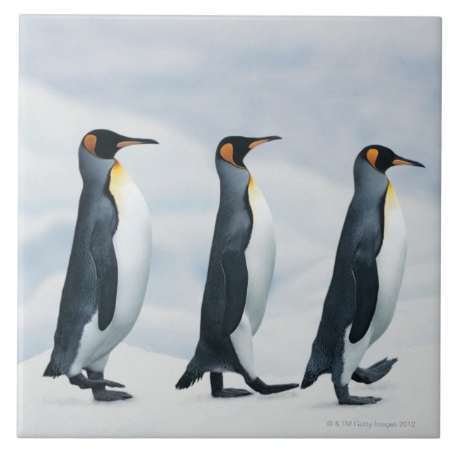 King Penguins walking in single file Tile (Front)