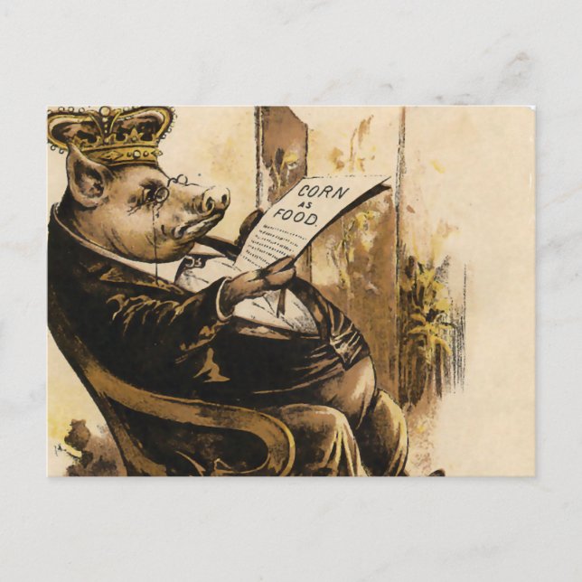 King Pig Reading His Newspaper Postcard (Front)