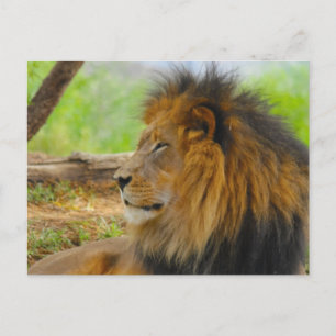 King Postcard