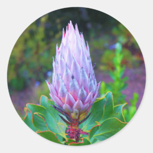 King Protea #1 Stickers