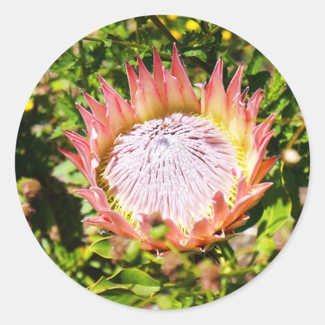 King Protea #2 Stickers (Front)