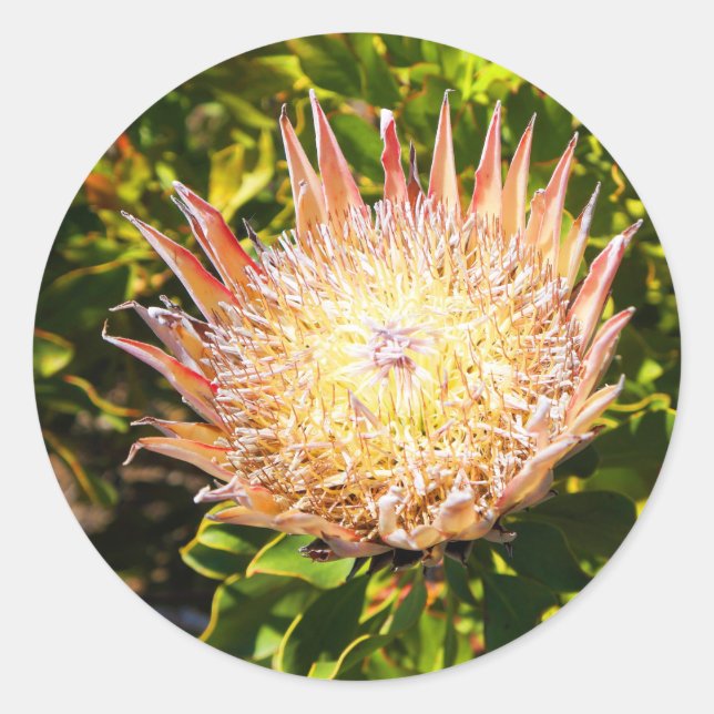 King Protea #3 Stickers (Front)