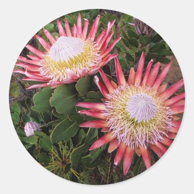 King Protea (Protea Cynaroides), Helderberg Classic Round Sticker (Front)