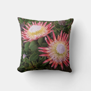 King Protea (Protea Cynaroides), Helderberg Cushion