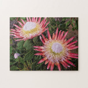 King Protea (Protea Cynaroides), Helderberg Jigsaw Puzzle