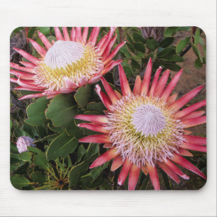 King Protea (Protea Cynaroides), Helderberg Mouse Pad